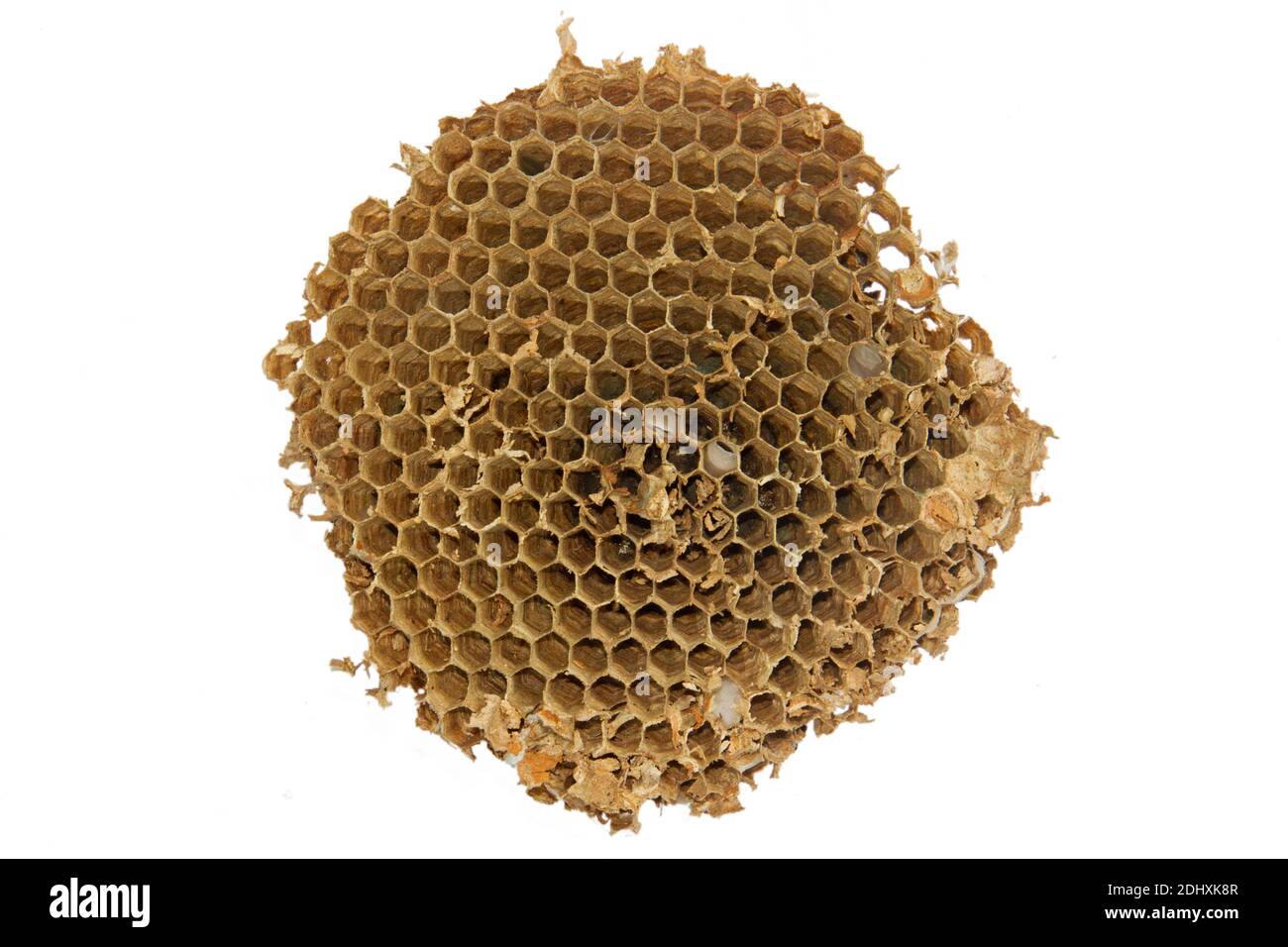 Gros plan du nid de l'hornet européen, composé de cellules hexagonales, isolées sur blanc Banque D'Images