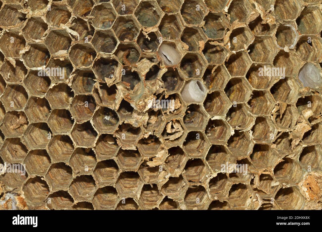 Gros plan du nid du hornet européen, composé de cellules hexagonales Banque D'Images