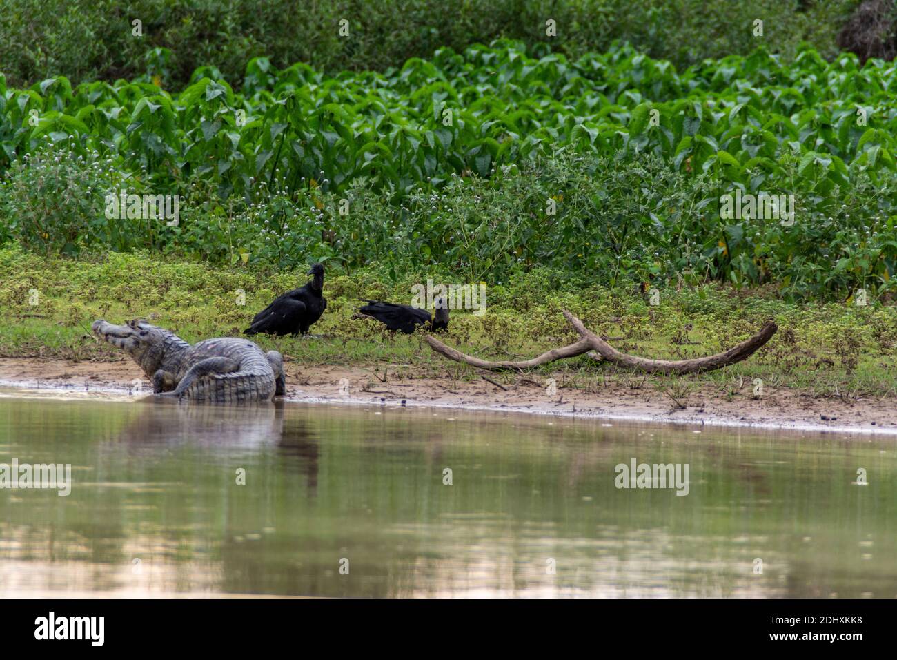 Un caiman ou caiman commun est une vue commune avec une paire de vautours à tête noire le long de la rivière Mutum, (Rio Mutum) et des lacs du Pantan Banque D'Images