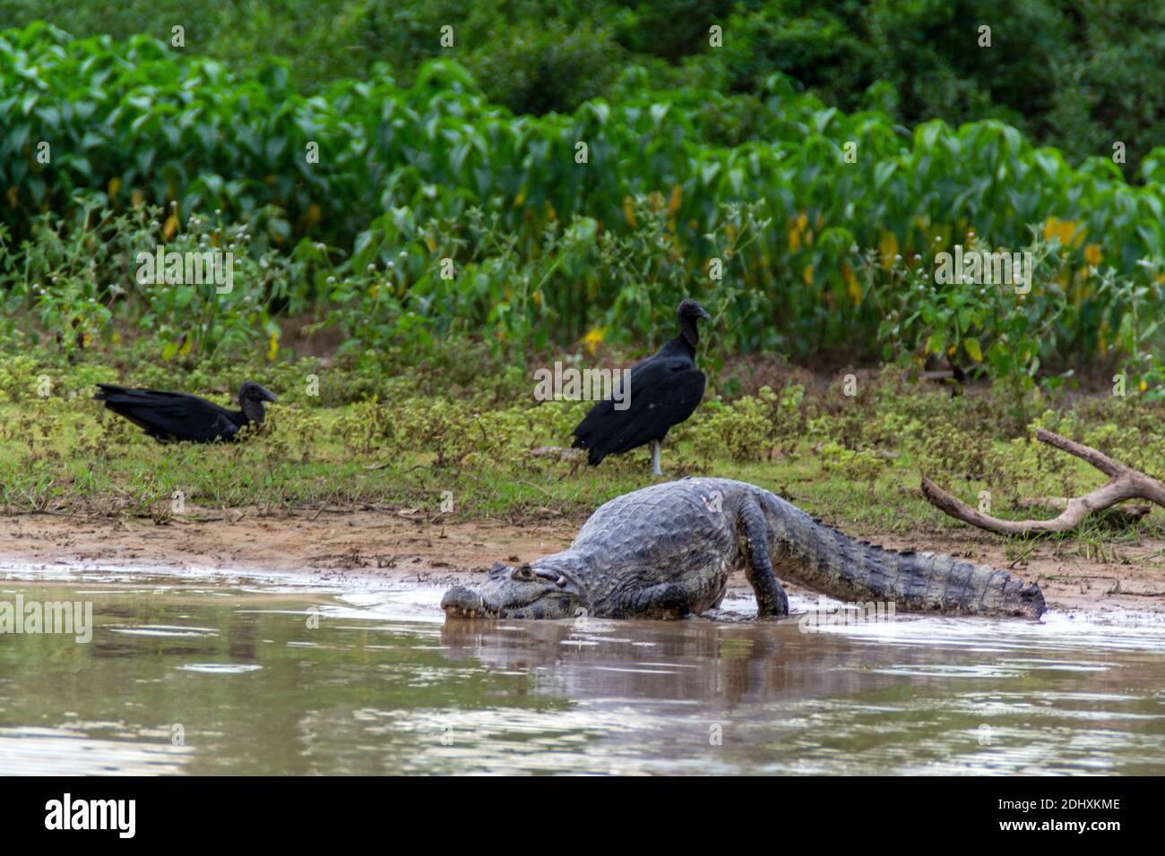 Un caiman ou caiman commun est une vue commune avec une paire de vautours à tête noire le long de la rivière Mutum, (Rio Mutum) et des lacs du Pantan Banque D'Images