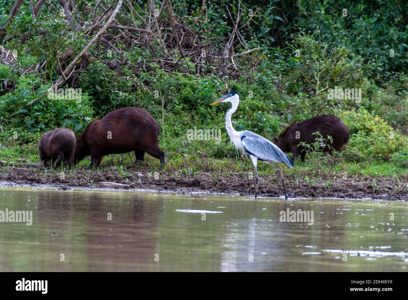Un Héron Cocoi et une famille de capybaras (les plus grands rongeurs d'Amérique du Sud) au bord de la rivière Mutum, (Rio Mutum) dans les zones humides du Pantanal au Brésil. Banque D'Images