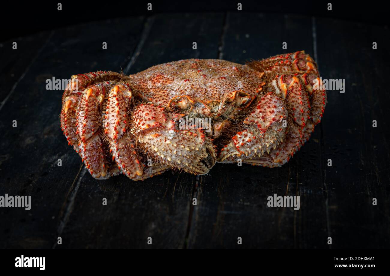 Gros plan sur le crabe chinois mitten, le crabe poilu de shanghai. Arrière-plan sombre. Banque D'Images