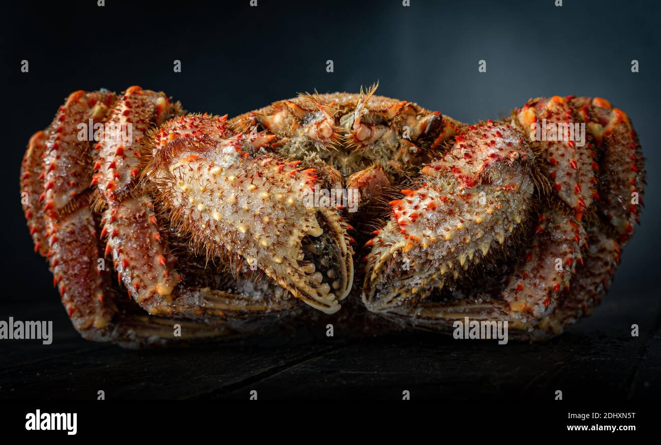 Gros plan sur le crabe chinois mitten, le crabe poilu de shanghai. Arrière-plan sombre. Banque D'Images