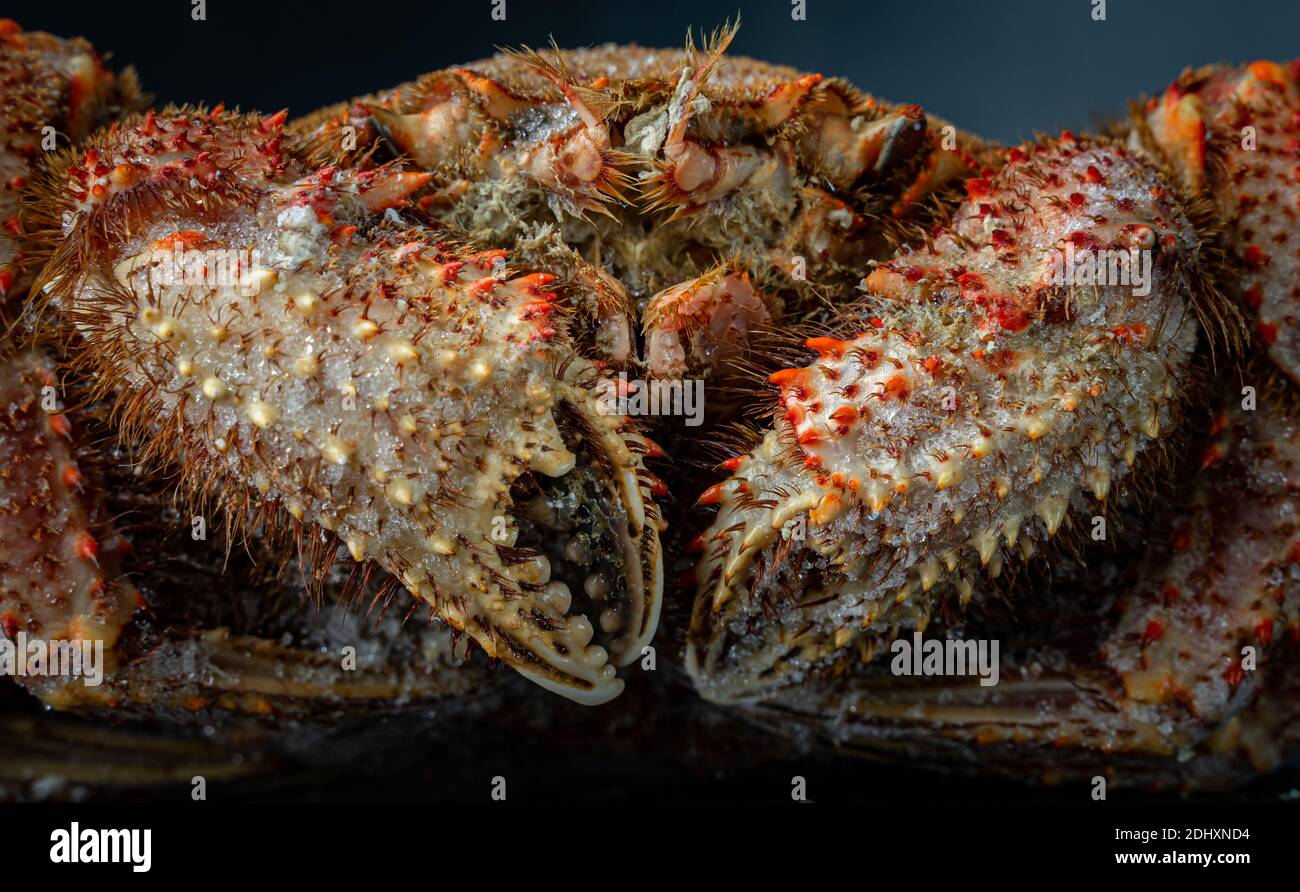 Les griffes de crabe se rapprochent. Crabe chinois mitten, crabe poilu de shanghai. Banque D'Images