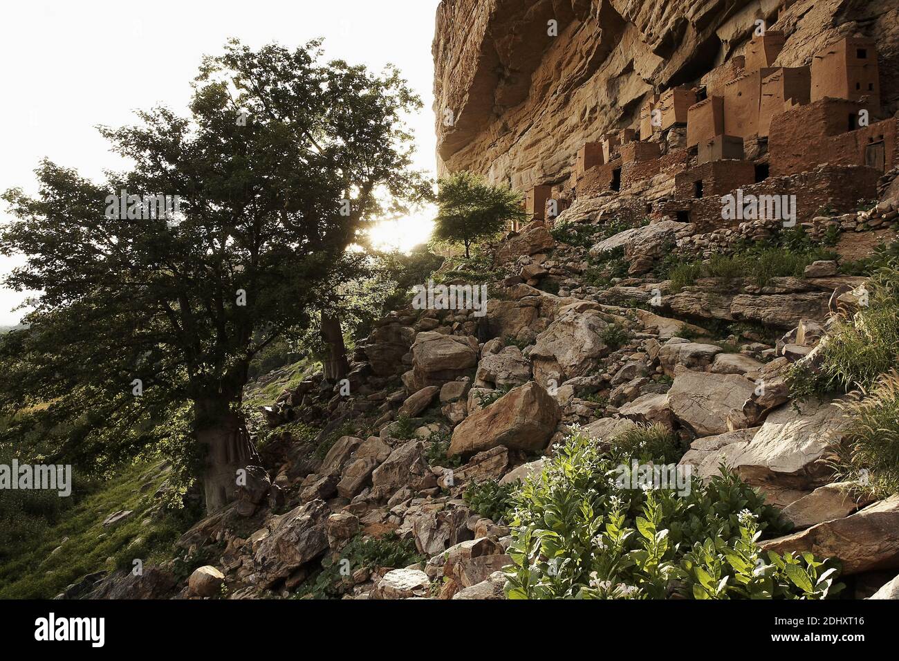 Afrique /Mali/ pays Dogon/village Dogon Teli construit dans le grès Cliff.Tabaco plantes sont en croissance entre les rochers Banque D'Images