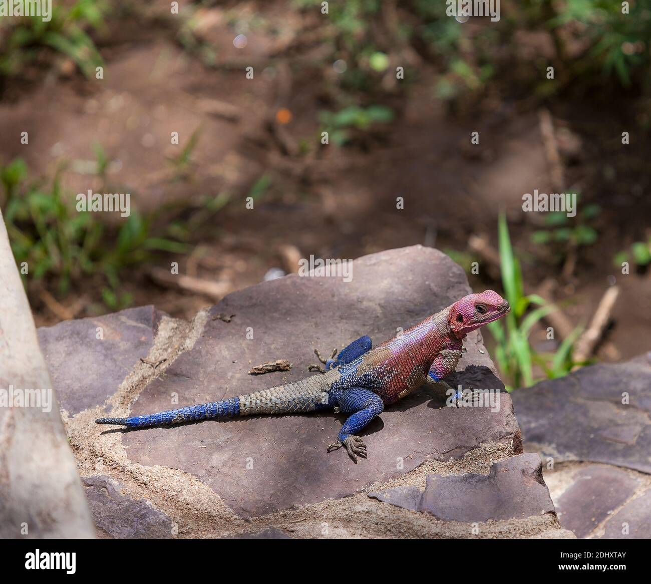 Lizard à tête rose assis sur l'escalier d'une Loge dans le Parc National du Serengeti, Tanzanie, Afrique Banque D'Images