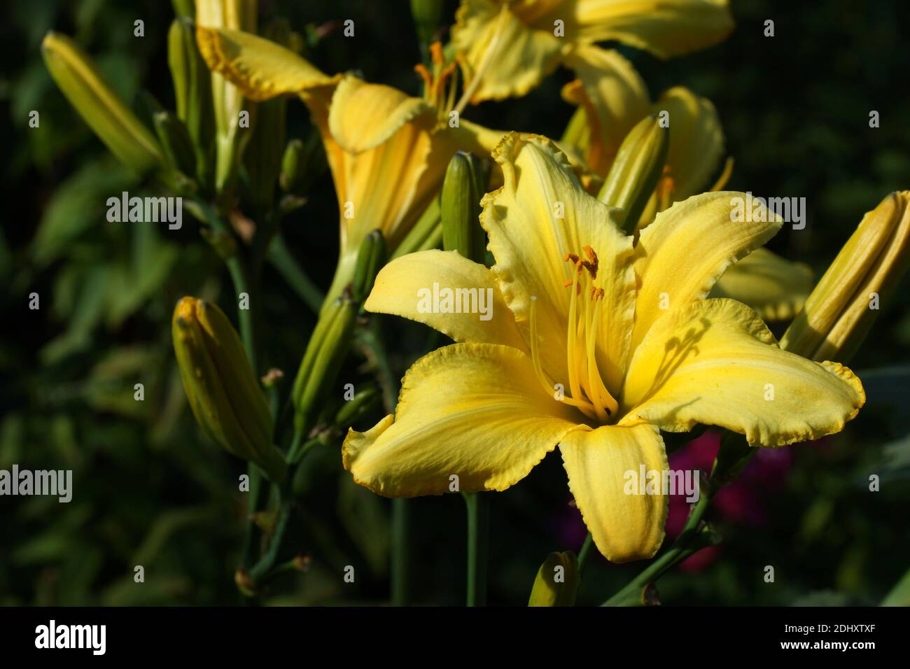 Les araignées de Daylilies à la fincelle jaune fleurissent à l'air libre. Banque D'Images