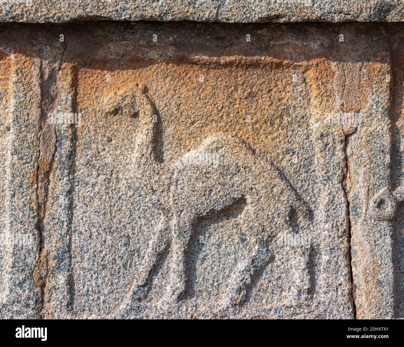 Hampi, Karnataka, Inde - 4 novembre 2013 : sculpture murale sur pierre à l'enceinte royale. Gros plan de la sculpture murale grise d'un seul chameau. Banque D'Images
