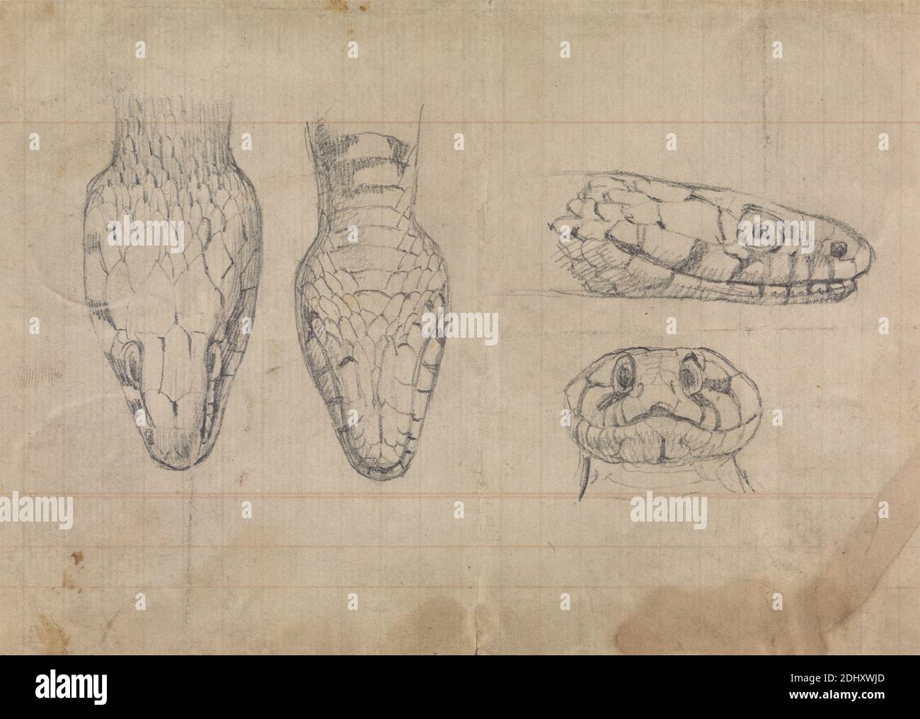 Etude de la tête d'un serpent, Robert Smirke, 1752–1845, britannique, et / ou Mary Smirke, 1779–1853, britannique, non daté, Graphite sur papier moyen, modérément texturé, beige, posé, monté sur papier épais, lisse, brun, vélin, feuille: 4 11/16 × 6 5/8 pouces (11.9 × 16.8 cm) et montage: 12 11/16 × 25.6 cm (10 1/16 × 32.2 pouces) Banque D'Images