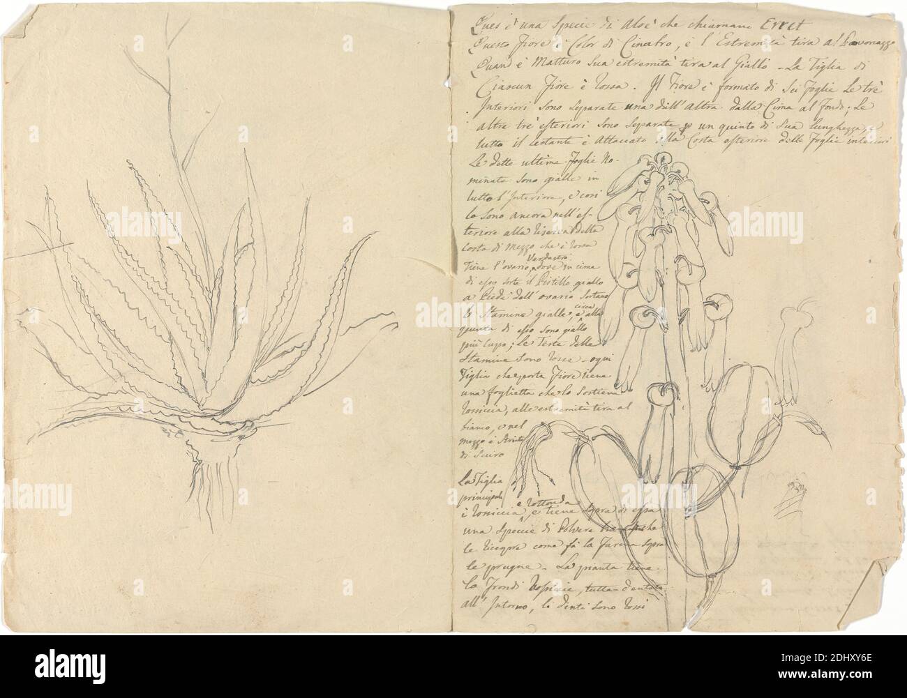 Aloe macrocarpa (aloe): Contour de l'habitude, droite, contour rugueux de l'inflorescence, avec des détails floraux, Luigi Balugani, 1737–1770, italien, non daté, Graphite sur papier moyen, légèrement texturé, crème, image: 8 3/4 x 12 3/8 pouces (22.2 x 31.5 cm) et feuille: 8 3/4 × 12 3/8 pouces (22.2 × 31.4 cm Banque D'Images