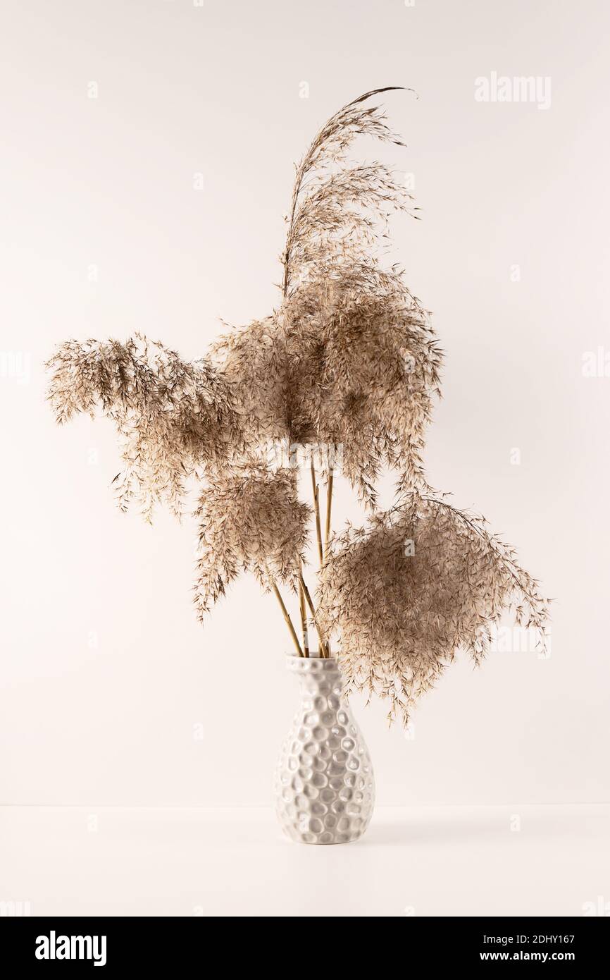 Bouquet d'herbes de pampas dans un vase texturé gris sur fond blanc Banque D'Images