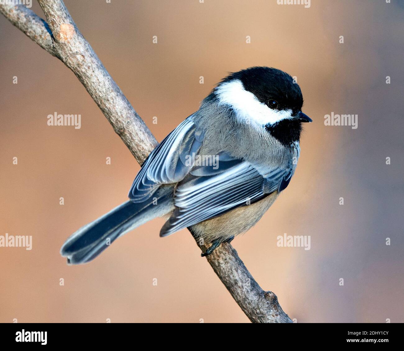 Chickadee perchée sur une branche avec un fond flou dans son habitat et son environnement montrant le plumage de plumes, le corps, la tête, les yeux, le bec, le plumage. Image. Banque D'Images