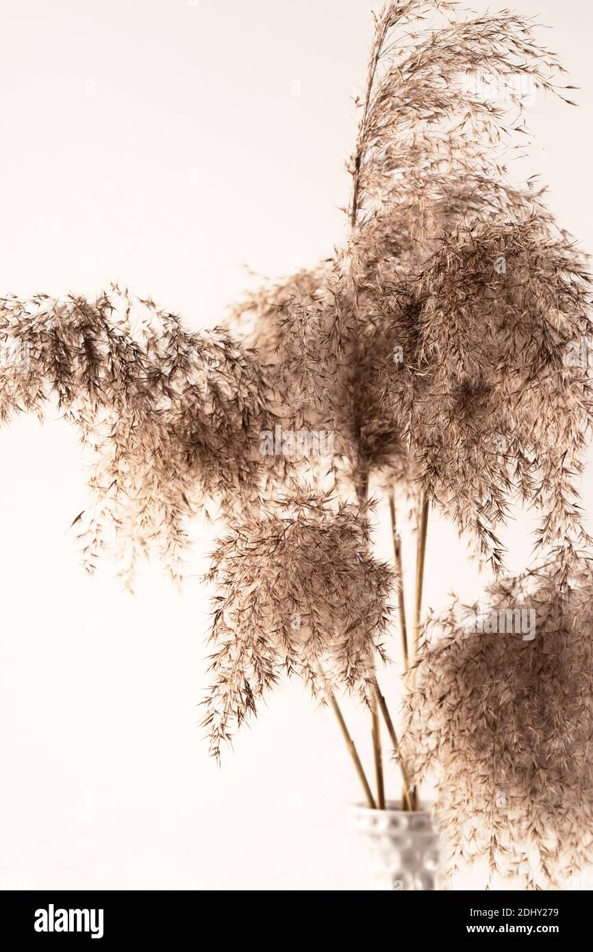 Bouquet d'herbes de pampas dans un vase texturé gris sur fond blanc Banque D'Images