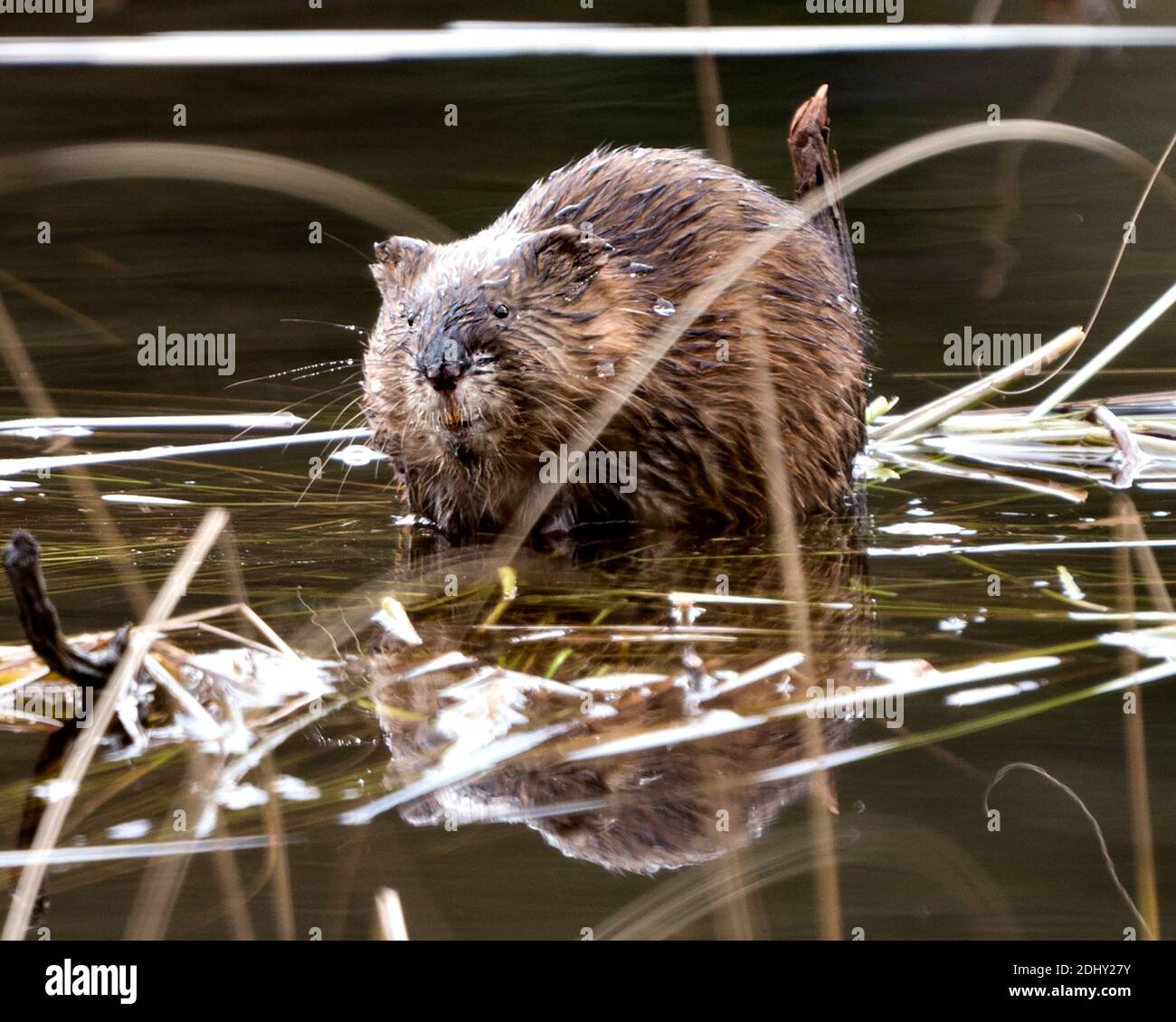 Photos de banque de muskrat. Rat musqué dans l'eau affichant sa fourrure brune par une bûche avec un fond d'eau flou dans son environnement et son habitat. Image. Banque D'Images