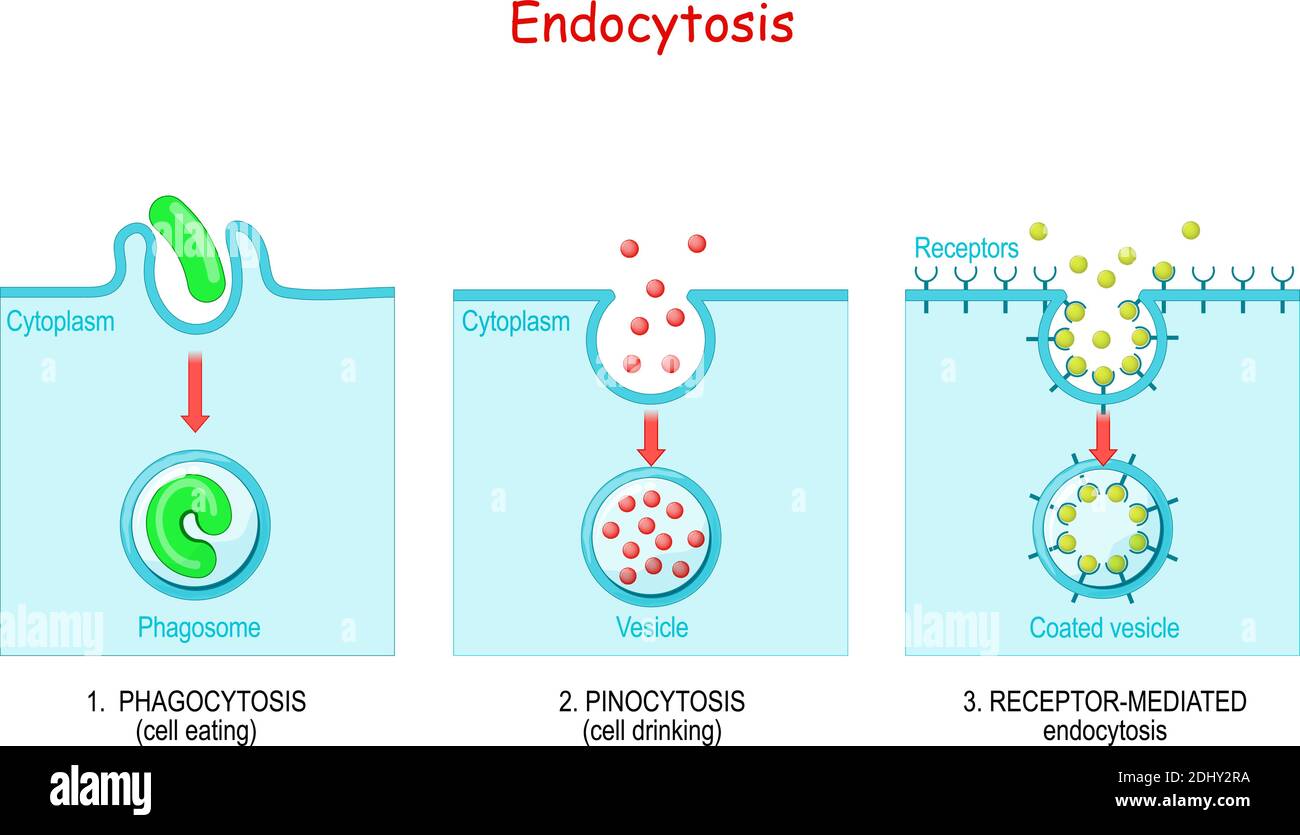 la phagocytose est une abreuvement cellulaire, la pinocytose est une endocytose à médiation par les récepteurs - lorsque les cellules absorbent des métabolites, des hormones Illustration de Vecteur