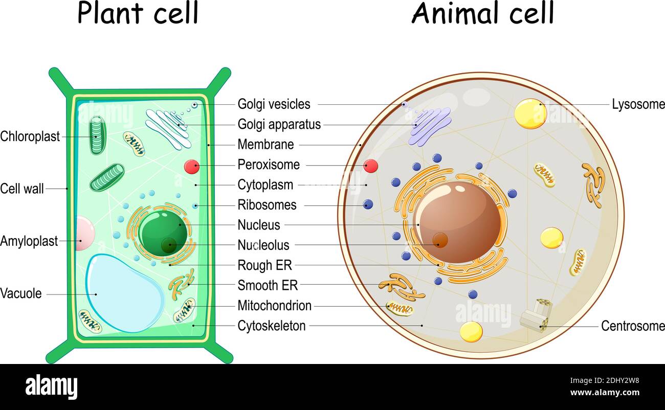 Diagramme De Cellules Animales 9e Anne Diagramme De Cellules Animales 9e Anne