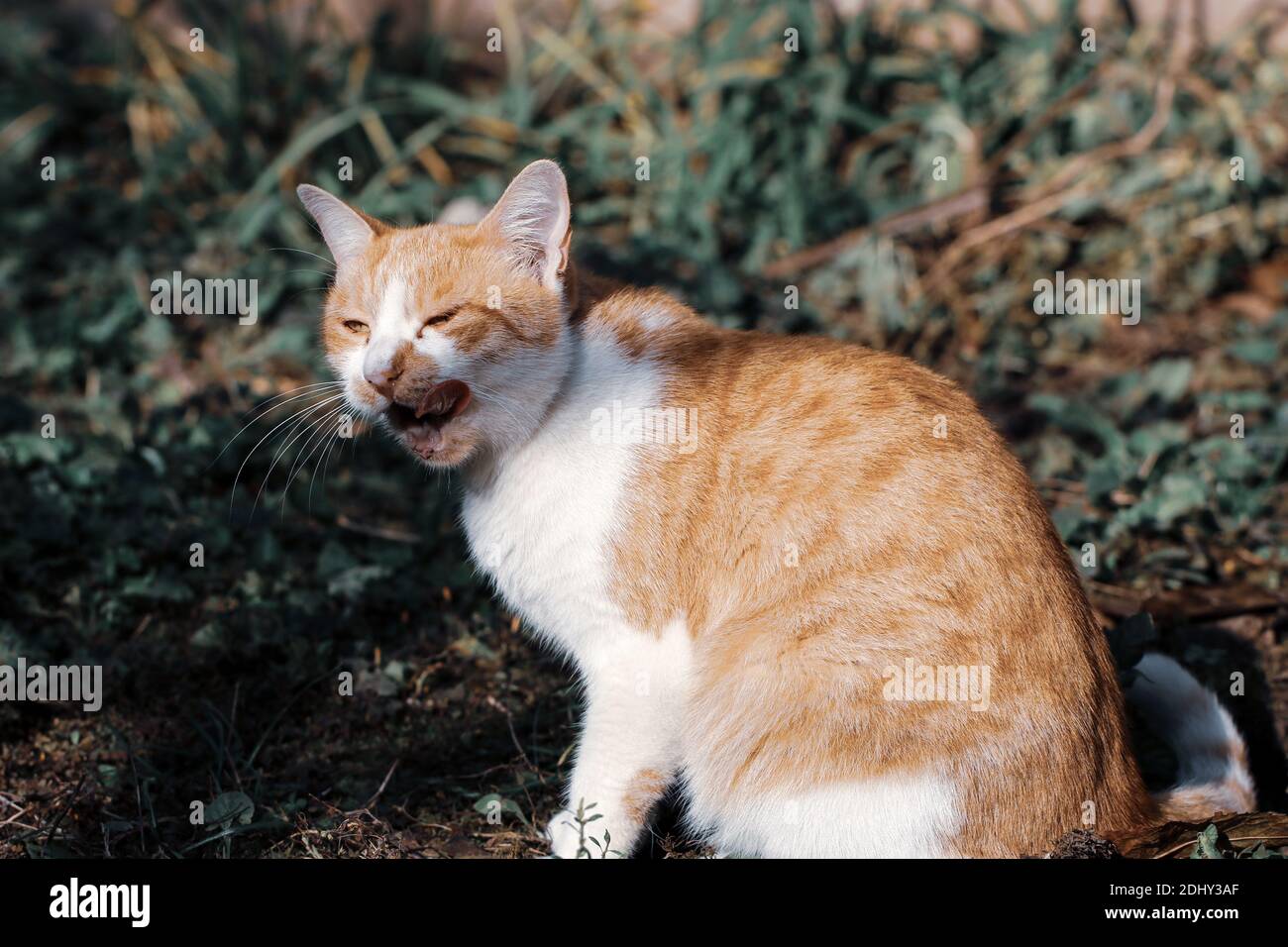 Un chat au gingembre avec la langue dehors dans le jardin Banque D'Images