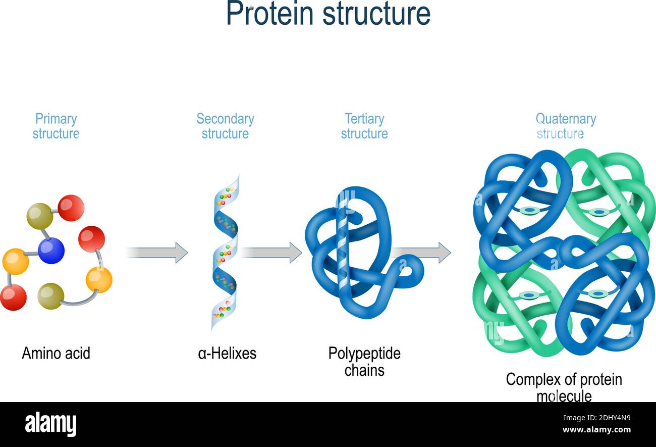 Niveaux de structure des protéines des acides aminés au complexe de la molécule de protéine. La protéine est un polymère (polypeptide) Illustration de Vecteur