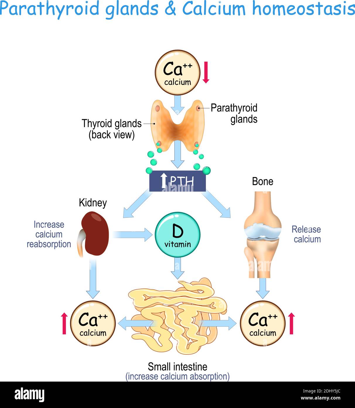 Vitamine D Et Hom ostasie Du Calcium Parathormone PTH S cr t e Par vitamine-d-et-hom-ostasie-du-calcium-parathormone-pth-s-cr-t-e-par