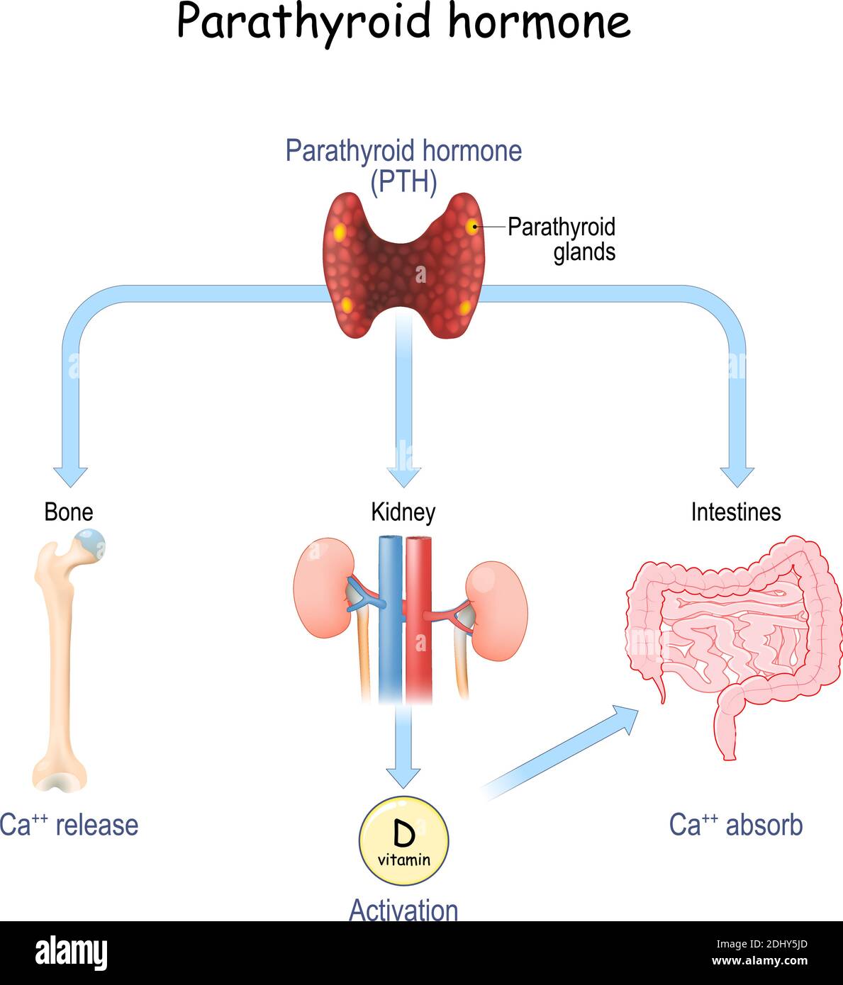 Parathormone et métabolisme du calcium. Parathormone ou parathyrine (PTH) qui régule le calcium sérique par ses effets sur les os, les reins Illustration de Vecteur