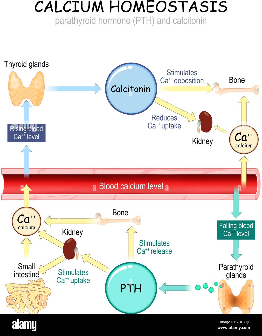 Métabolisme du calcium. Illustration vectorielle de la façon dont le taux de calcium dans le plasma est régulé par les hormones parathyroïdiennes (PTH) et la calcitonine Illustration de Vecteur