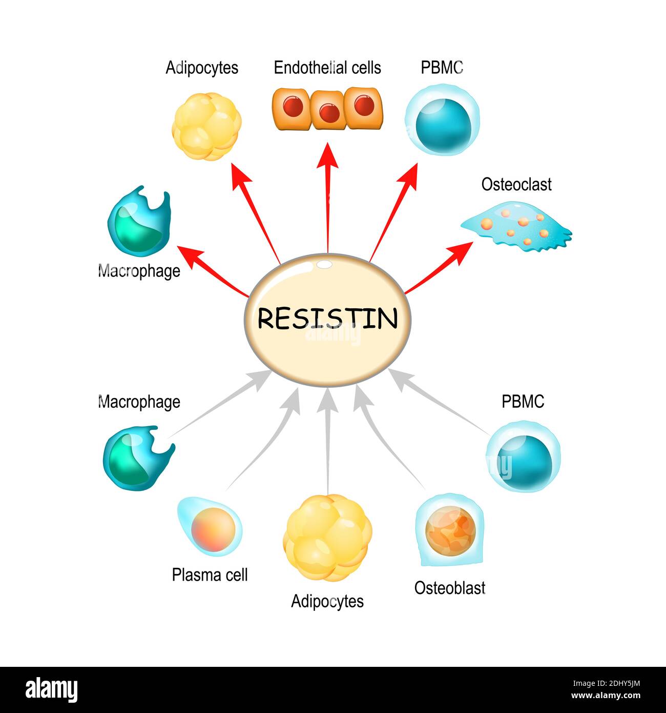 La Resistine est une hormone du tissu adipeux, régulateur de l'inflammation, des processus auto-immuns, de l'obésité et de la résistance à l'insuline. Athérosclérose Illustration de Vecteur