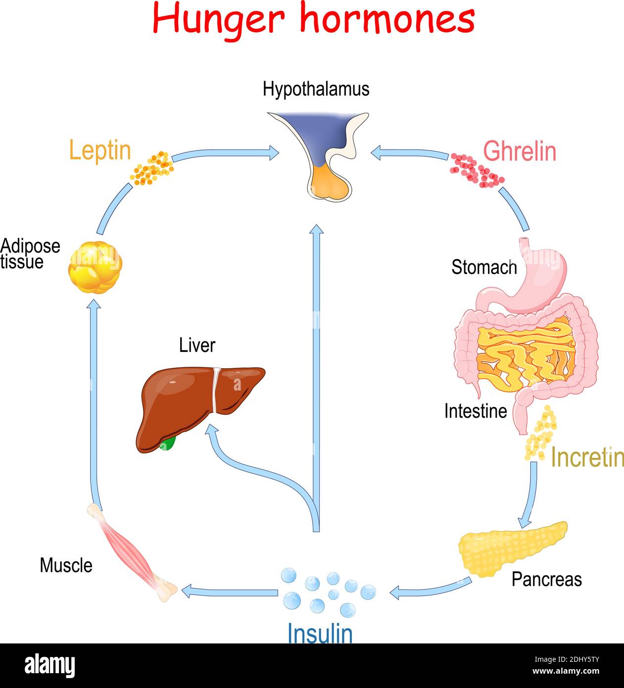 Hormones de la faim (insuline, ghréline, incrétine et leptine). Illustration vectorielle à usage médical, éducatif et scientifique Illustration de Vecteur