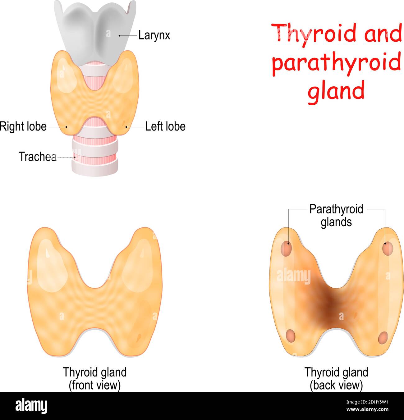Thyroïde, et les glandes parathyroïdes vue avant et arrière sur fond blanc. Thyroïde, trachée et larynx. Diagramme vectoriel. Illustration médicale. Illustration de Vecteur