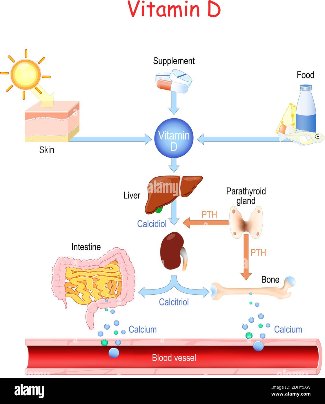 Vitamine D. sources, métabolisme et organes qui régulent le taux de calcium dans le sang (os, rein, intestin, glande parathyroïdienne, foie et peau) Illustration de Vecteur