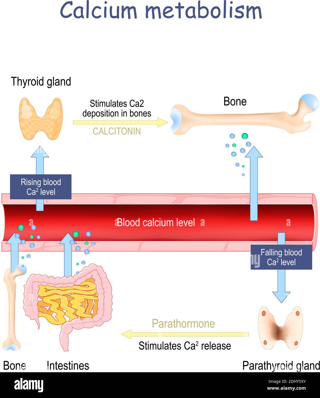 Métabolisme du calcium et impact sur les organes humains. Carence en vitamine D. illustration du vecteur médical. Schéma marqué. Infographie Illustration de Vecteur