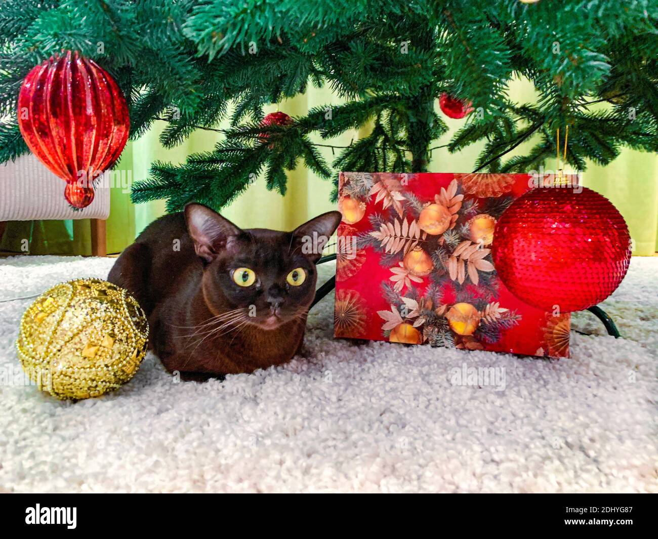 Adorable chat birman sous l'arbre de Noël. Décorations traditionnelles de boules de Noël rouges et dorées et boîte cadeau emballée. Banque D'Images
