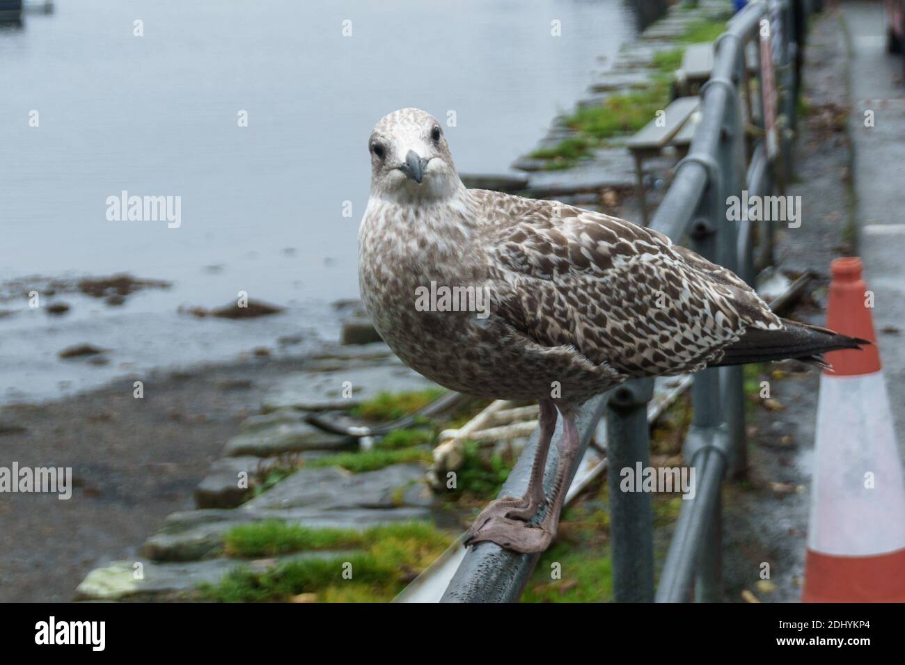 Mouette assise sur une rampe au port de portree Banque D'Images