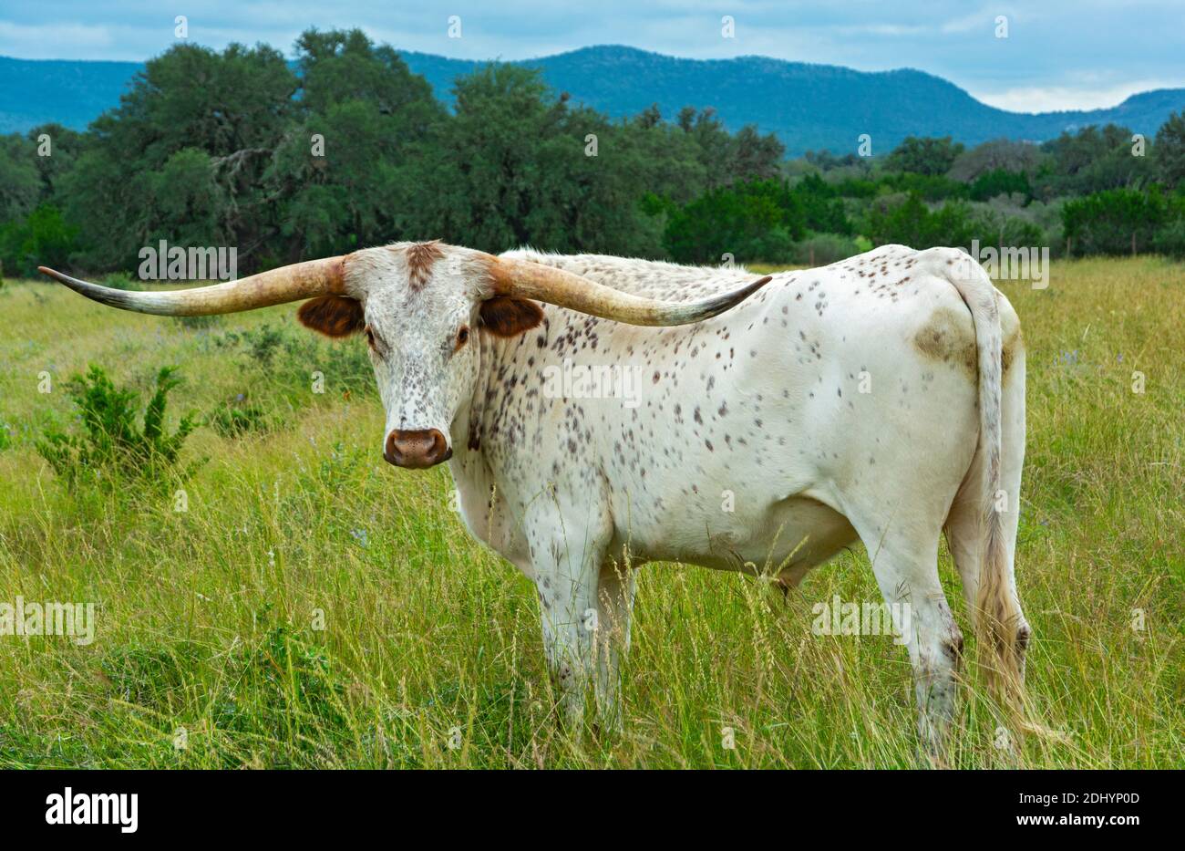 Texas Hill Country, bétail Longhorn (Bos taurus taurus) en pâturage Banque D'Images