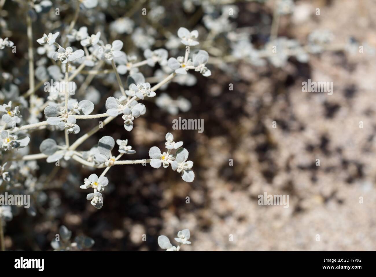 Petites fleurs jaunes, Honeysweet, Tidestromia Suffruticosa, Amaranthaceae, sous-arbuste indigène, palmiers Twentynine, désert de Mojave du Sud, été. Banque D'Images