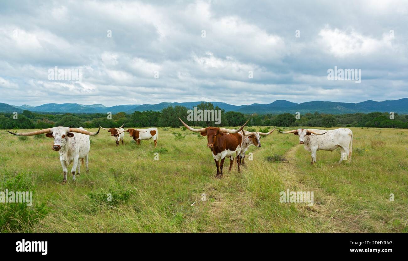Texas Hill Country, bétail Longhorn (Bos taurus taurus) en pâturage Banque D'Images