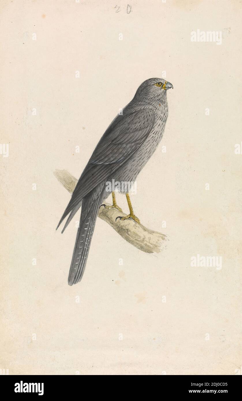 Sooty Falcon, William Swainson, 1789–1855, britannique, env. 1837, aquarelle, stylo et encre noire, gouache, gomme arabique, lavage gris et graphite sur modérément épais, légèrement texturé, crème, papier vélin, feuille: 9 × 5 7/8 pouces (22.9 × 14.9 cm Banque D'Images