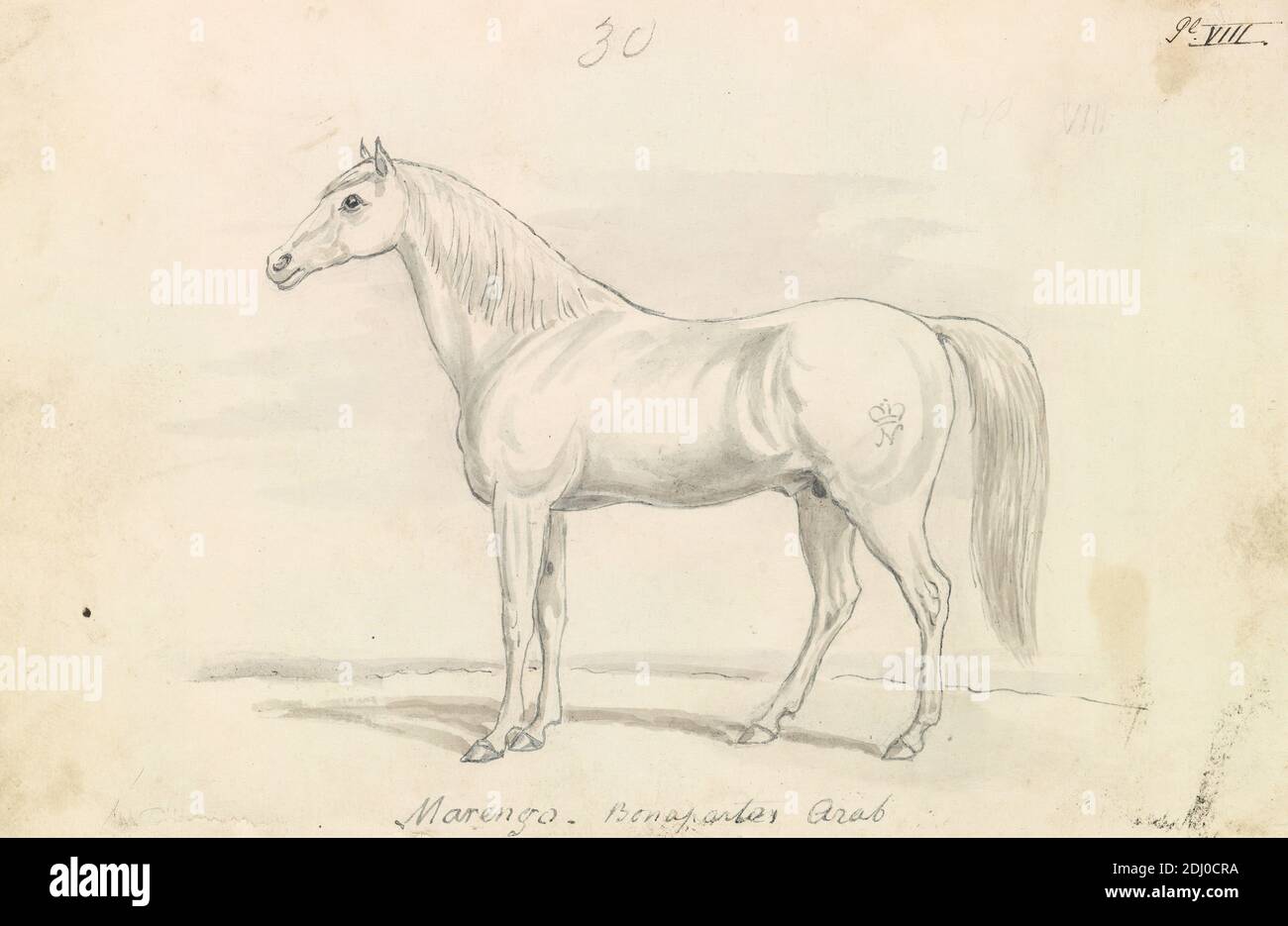 Marengo, Bonaparte's Arab, Charles Hamilton Smith, 1776–1859, Belge, env. 1837, aquarelle avec stylo et encre noire, sur graphite sur papier légèrement épais, lisse, crème, feuille: 4 × 6 1/8 pouces (10.2 × 15.6 cm), art animal Banque D'Images
