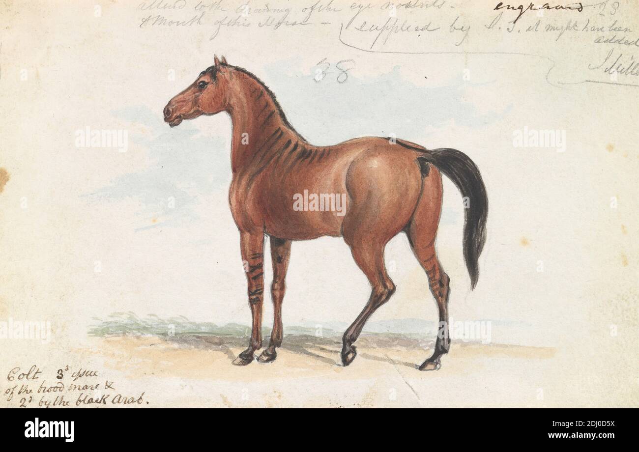 Colt troisième numéro de Brood Mare et deuxième numéro par The Black Arab, Charles Hamilton Smith, 1776–1859, Belge, ca. 1837, aquarelle, graphite, stylo et encre noire sur papier moyen, légèrement texturé, crème, vélin, feuille: 4 1/8 × 6 3/8 pouces (10.5 × 16.2 cm), art animal Banque D'Images