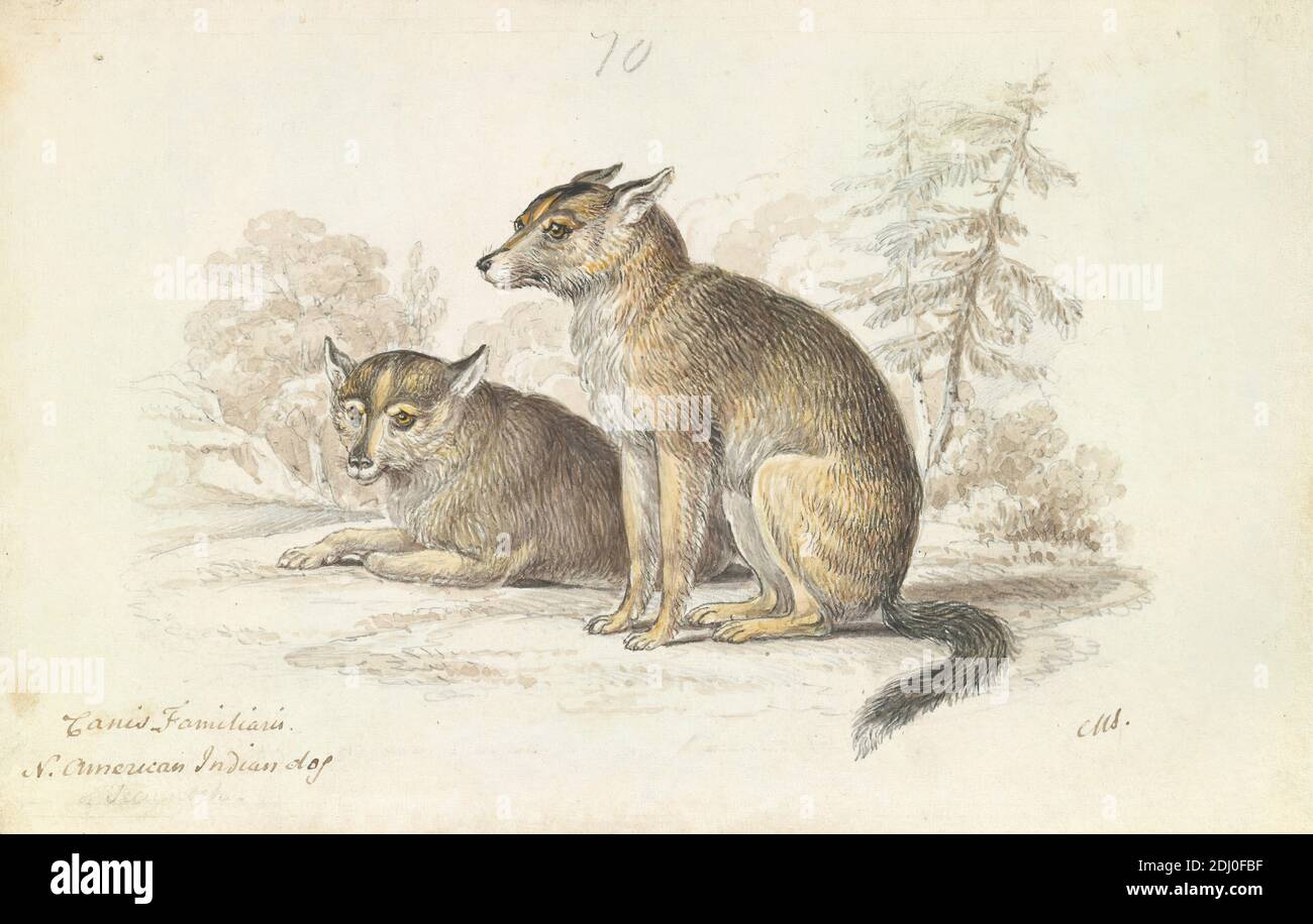 Chien des Indiens d'Amérique du Nord, Charles Hamilton Smith, 1776–1859, belge, env. 1837, aquarelle, stylo et encre noire et graphite sur papier légèrement épais, lisse, crème, vélin, feuille: 4 7/8 × 7 9/16 pouces (12.4 × 19.2 cm), art animal Banque D'Images