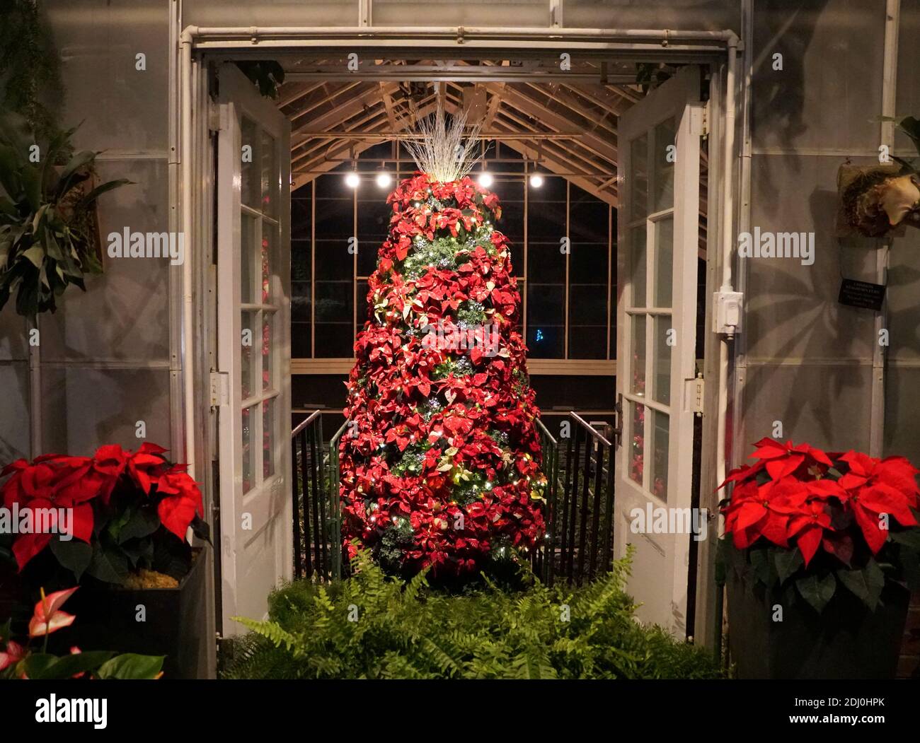 Une porte avec un arbre de Noël décoré de plantes de poinsettia rouges Banque D'Images
