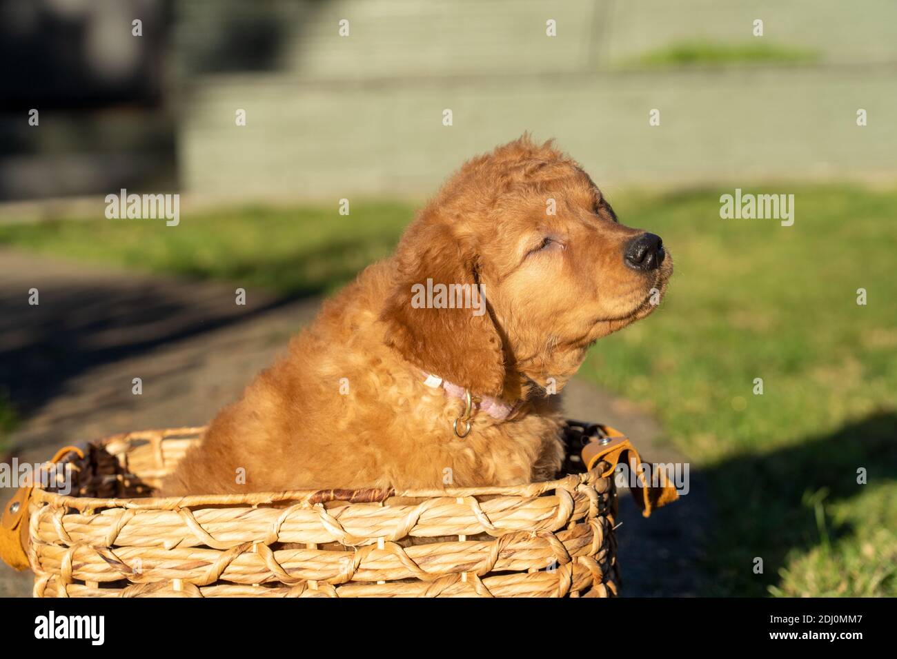 Issaquah, Washington, États-Unis. Maple, un chiot Red Golden Retreiver de 10 semaines, assis dans un panier avec ses yeux fermés, sur le point de secouer. Banque D'Images