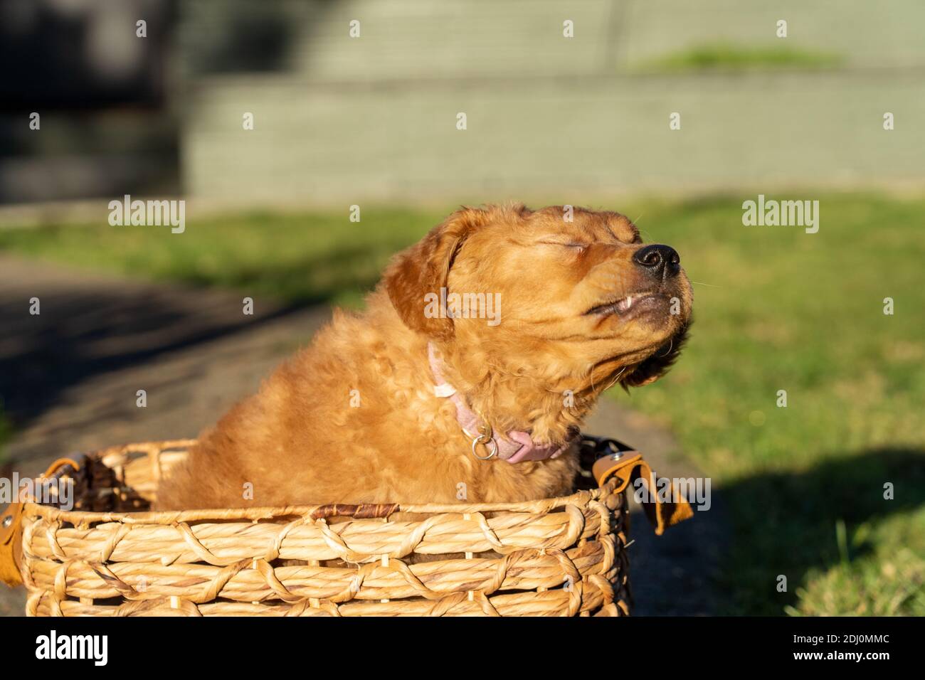Issaquah, Washington, États-Unis. Maple, un chiot Red Golden Retreiver de 10 semaines, assis dans un panier avec ses yeux fermés et en secouant. Banque D'Images