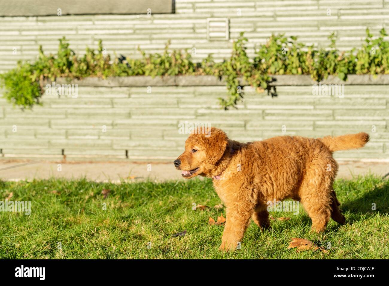 Issaquah, Washington, États-Unis. Maple, un chiot Red Golden Retreiver de 10 semaines, debout dans sa cour. Banque D'Images