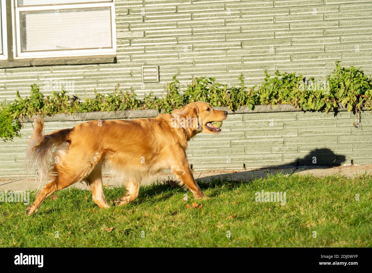Issaquah, Washington, États-Unis. Aspen, un Golden Retriever à la recherche d'une balle de tennis. Banque D'Images