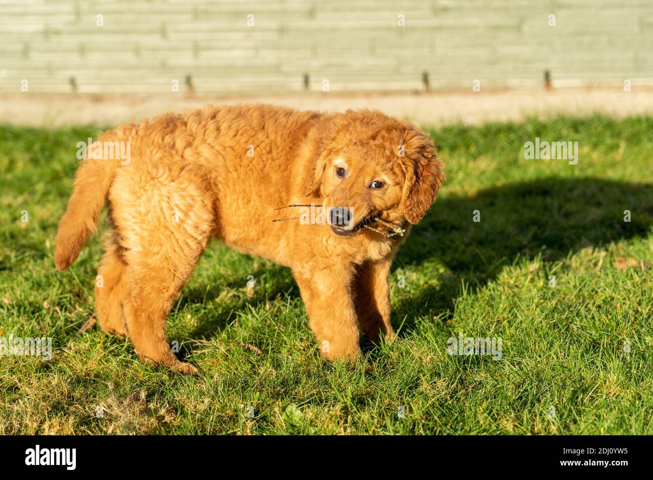 Issaquah, Washington, États-Unis. Érable, un chiot de 10 semaines Red Golden Retreiver, mâchant sur des bâtons. Banque D'Images