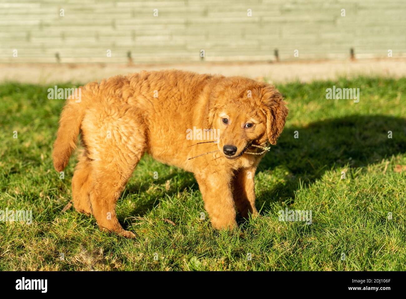 Issaquah, Washington, États-Unis. Érable, un chiot de 10 semaines Red Golden Retreiver, mâchant sur des bâtons. Banque D'Images