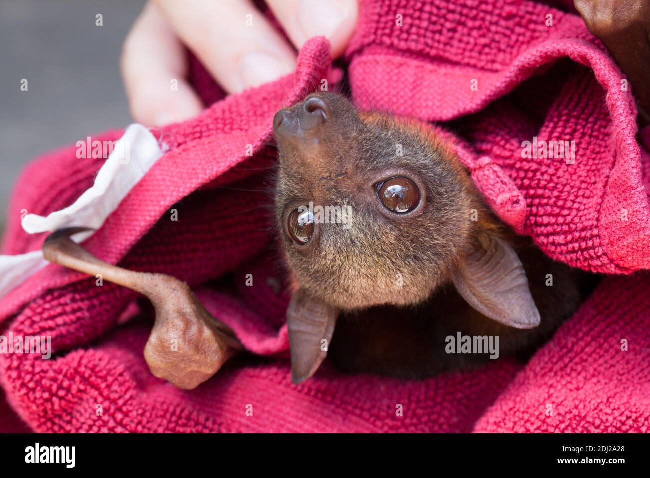 Petit Renard Volant Banque D Image Et Photos Alamy