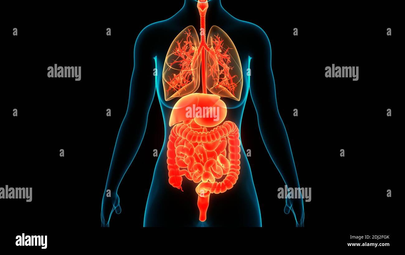 Les droits de l'anatomie des organes internes Banque D'Images