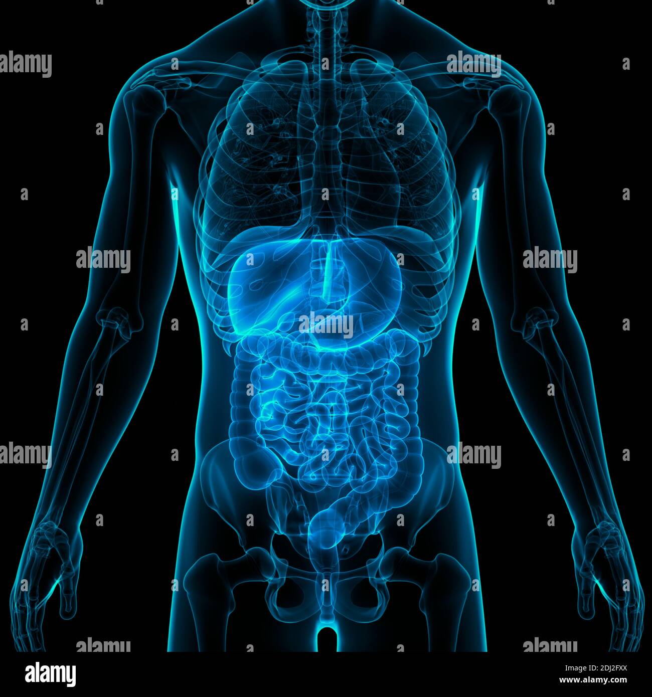 Anatomie du système digestif humain Photo Stock - Alamy