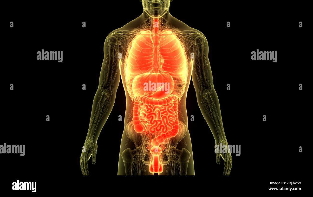 Les droits de l'anatomie des organes internes Banque D'Images